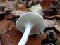 Elefántcsont-csigagomba (Hygrophorus eburneus), Budai-hegység